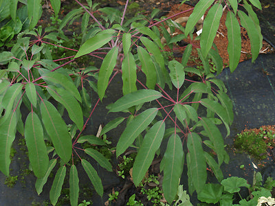 SCHEFFLERA aff.ENNEAPHYLLA HWJ 1018