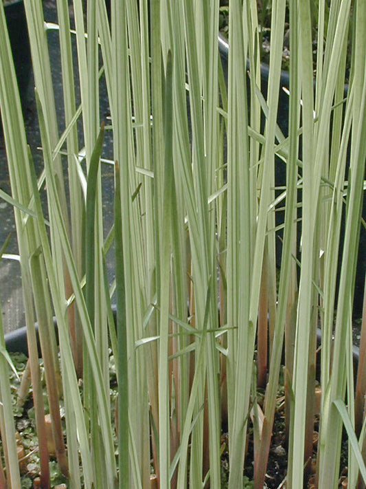 SCHOENOPLECTUS LACUSTRIS subsp.TABERNAEMONTANI 'ALBESCENS'