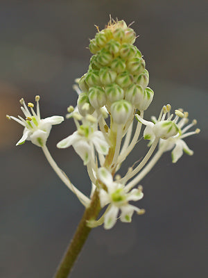 SCHIZOCARPHUS NERVOSUS