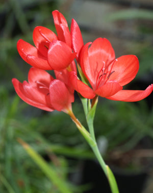SCHIZOSTYLIS COCCINEA 'MAJOR'