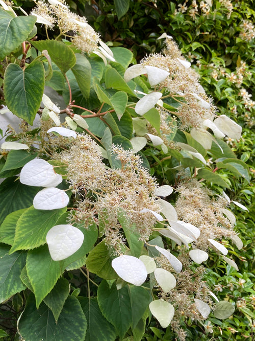 SCHIZOPHRAGMA HYDRANGEOIDES 'MOONLIGHT'