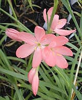 SCHIZOSTYLIS COCCINEA 'SUNRISE'