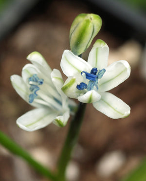 SCILLA PUSCHKINIOIDES