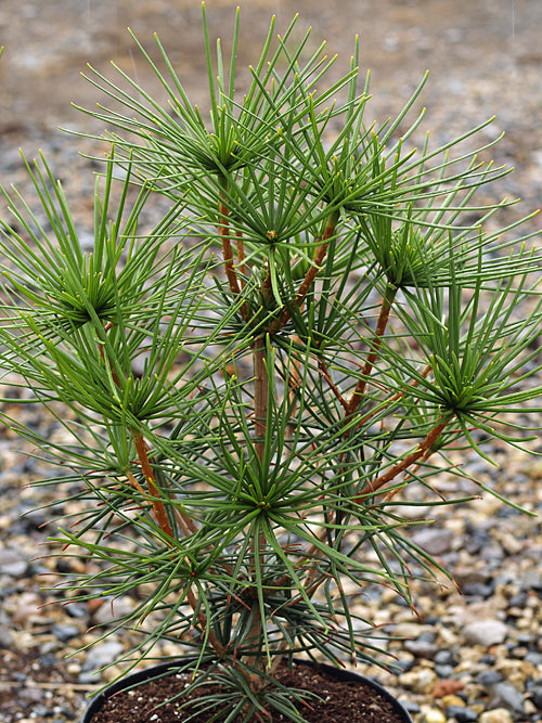 SCIADOPITYS VERTICILLATA