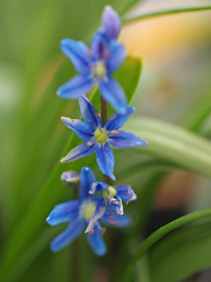 SCILLA AMOENA