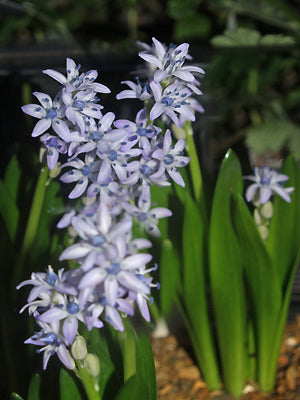 HYACINTHOIDES ARISTIDIS