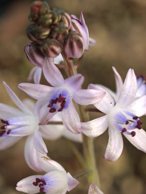 PROSPERO AUTUMNALE JCA 0.872.602