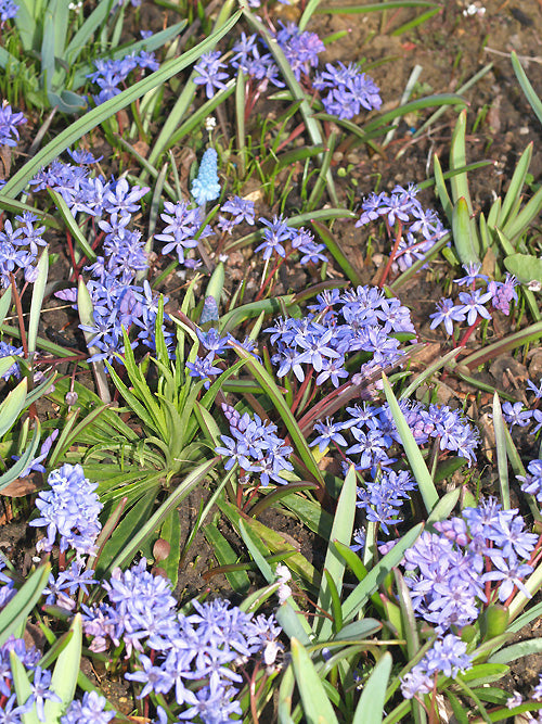 SCILLA BIFOLIA