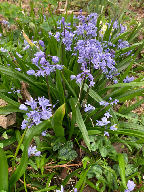 SCILLA BITHYNICA