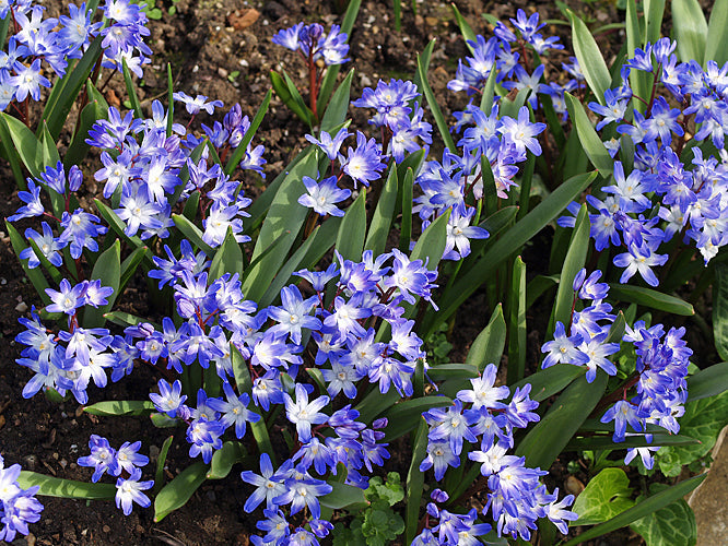 SCILLA FORBESII 'BLUE GIANT'