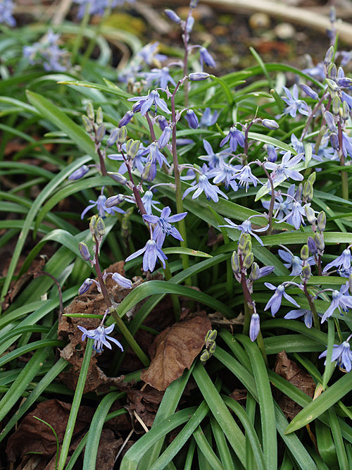 SCILLA GREILHUBERI