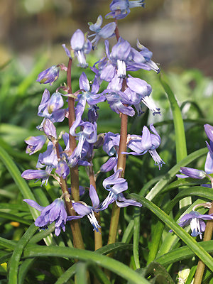 SCILLA HOHENACKERI BSBE 811