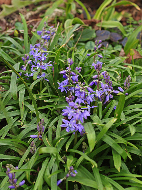 SCILLA HOHENACKERI