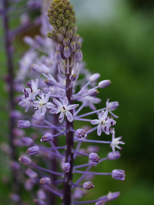 SCILLA HYACINTHOIDES