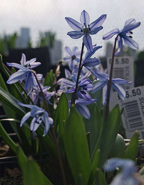 SCILLA INGRIDIAE
