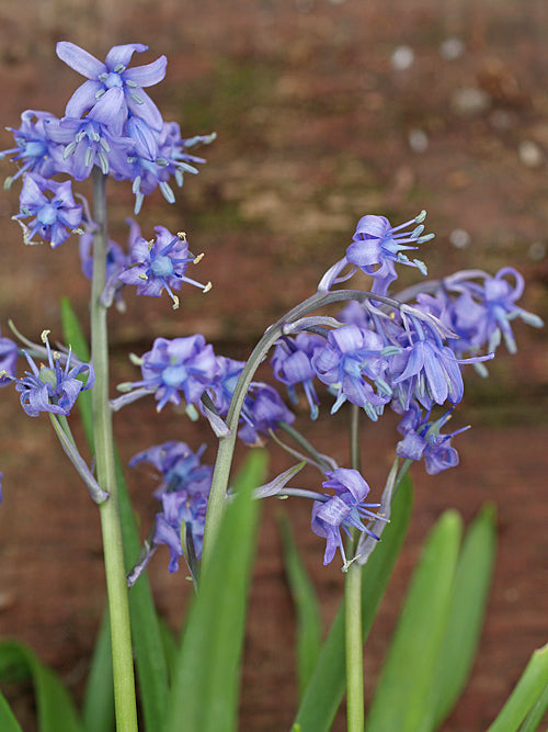 HYACINTHOIDES ITALICA BS 380