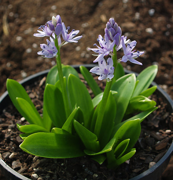 SCILLA LILIO-HYACINTHUS