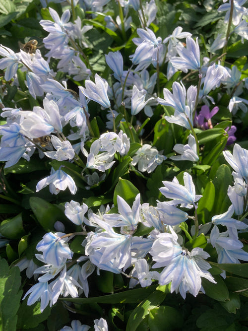 SCILLA MISCHTSCHENKOANA 'ZWANENBURG'