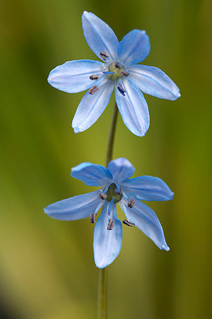 SCILLA MELAINA