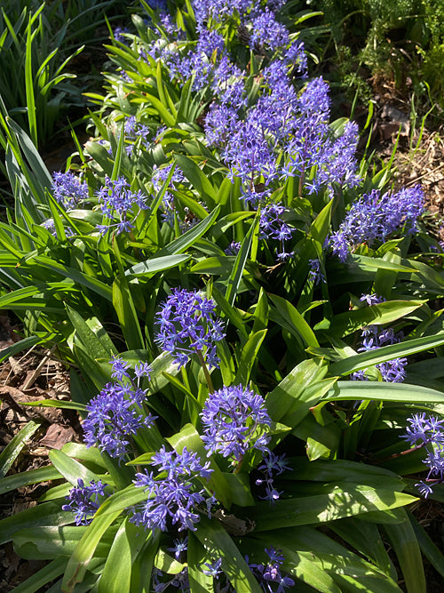 SCILLA MESSENIACA MS 38