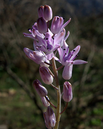 PROSPERO OBTUSIFOLIUM subsp.INTERMEDIUM