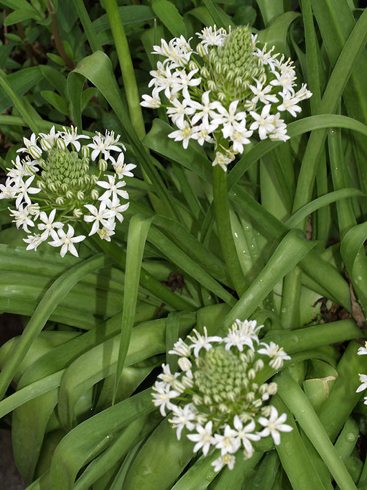 SCILLA PERUVIANA 'ALBA'