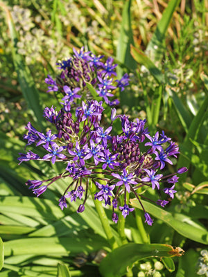 SCILLA PERUVIANA var.CILIATA