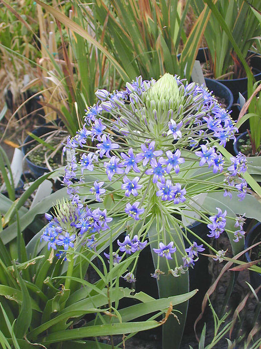 SCILLA PERUVIANA var.IFNIENSIS