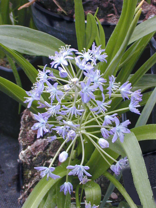 SCILLA PERSICA JCA 0.876.501