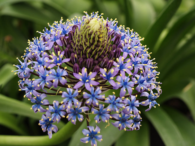 SCILLA PERUVIANA