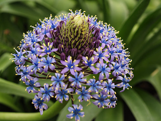 SCILLA PERUVIANA