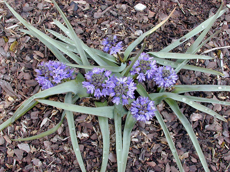 SCILLA RAMBUREI