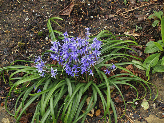 SCILLA CILICICA