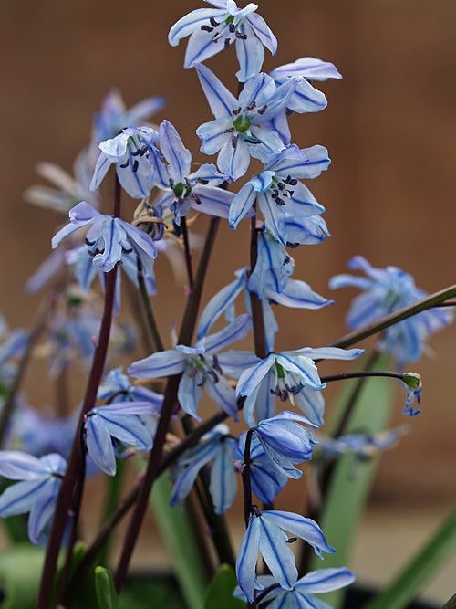 SCILLA SIBIRICA