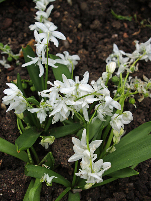 SCILLA SIBIRICA 'ALBA'
