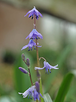 SCILLA SP. 2