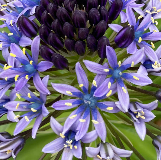 SCILLA HUGHII