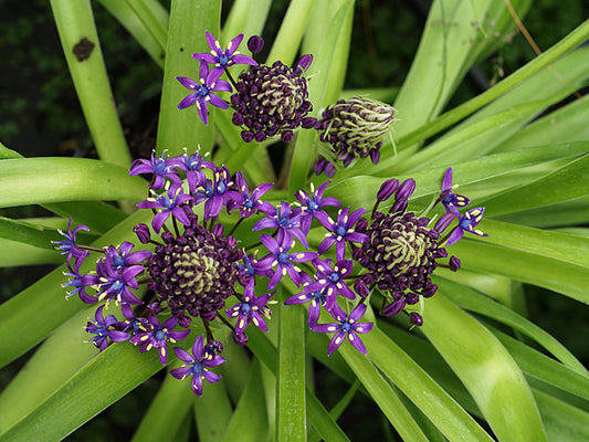 SCILLA PERUVIANA SB&L 20/1