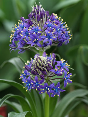 SCILLA PERUVIANA var.VENUSTA S&L 311/2