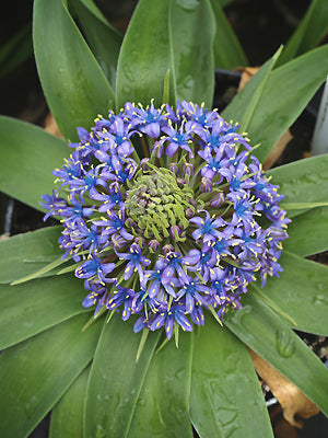 SCILLA PERUVIANA compact LFS
