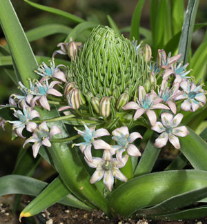 SCILLA PERUVIANA S&L 285