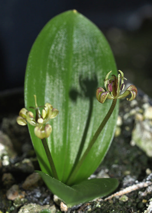 SCOLIOPUS HALLII