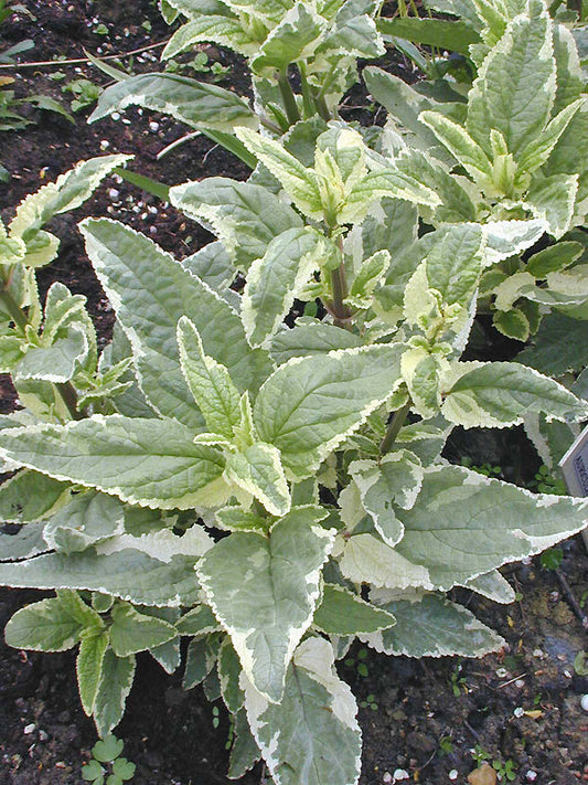 SCROPHULARIA AURICULATA 'VARIEGATA'