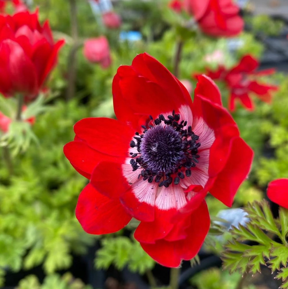 ANEMONE CORONARIA 'THE GOVERNOR'