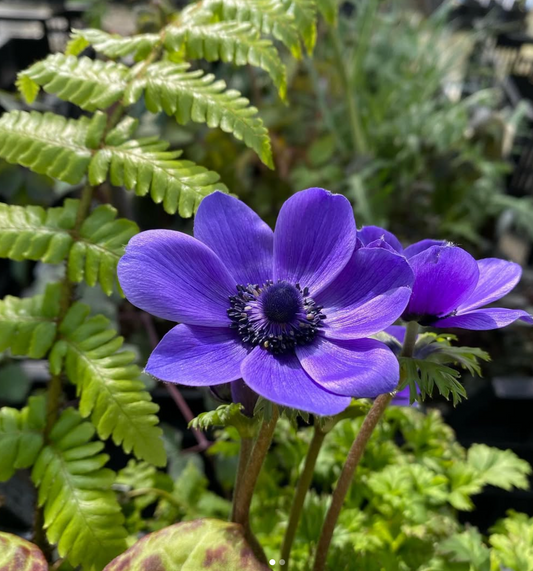 ANEMONE CORONARIA 'LORD LIEUTENANT'