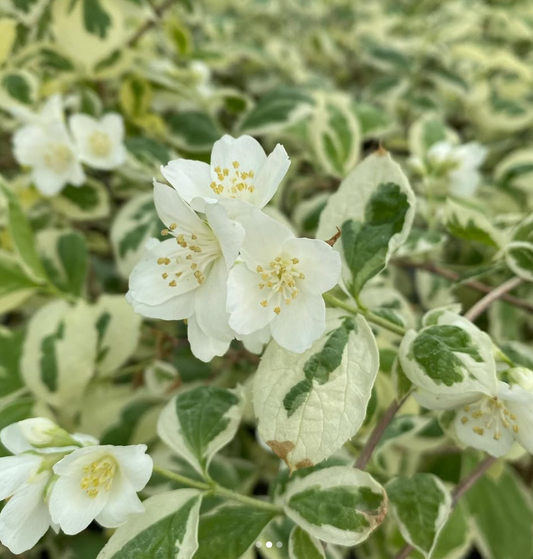 PHILADELPHUS CORONARIUS 'VARIEGATUS'