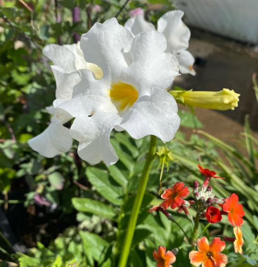 INCARVILLEA DELAVAYI 'SNOWTOP'