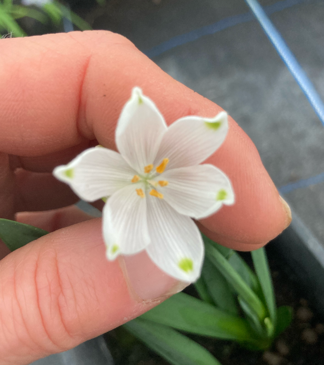 Leucojum aestivum ‘Gravetye Giant’