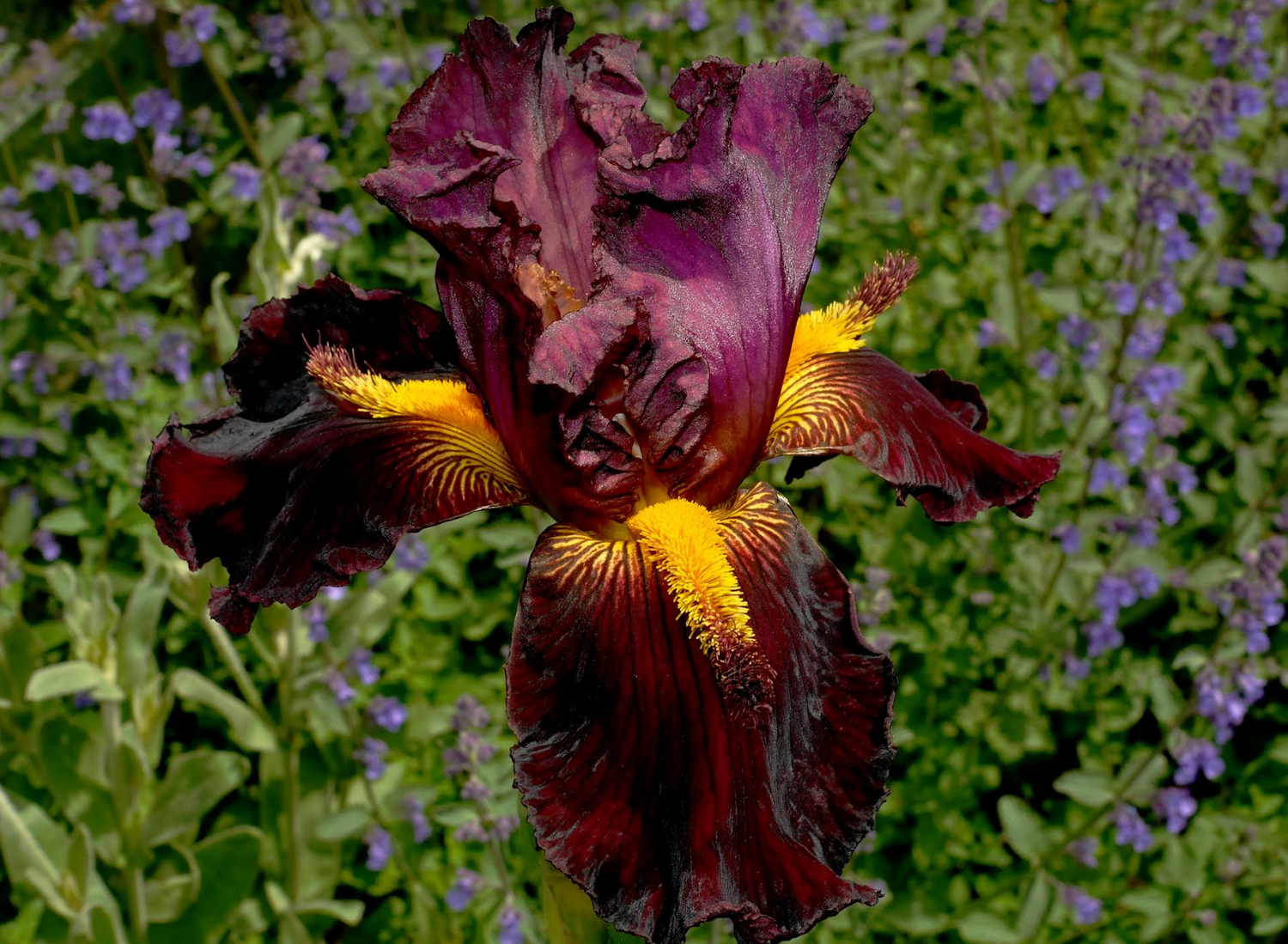 Iris ‘Conceited Stag’ | Bearded Iris