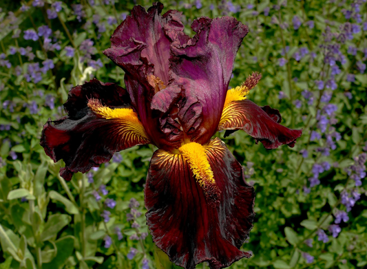 Iris ‘Conceited Stag’ | Bearded Iris